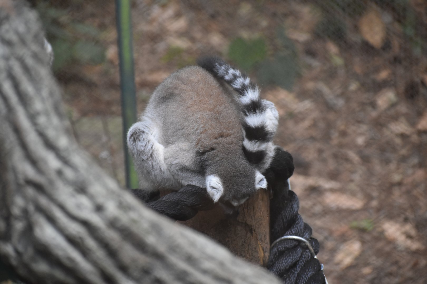 Ring-tailed Lemur