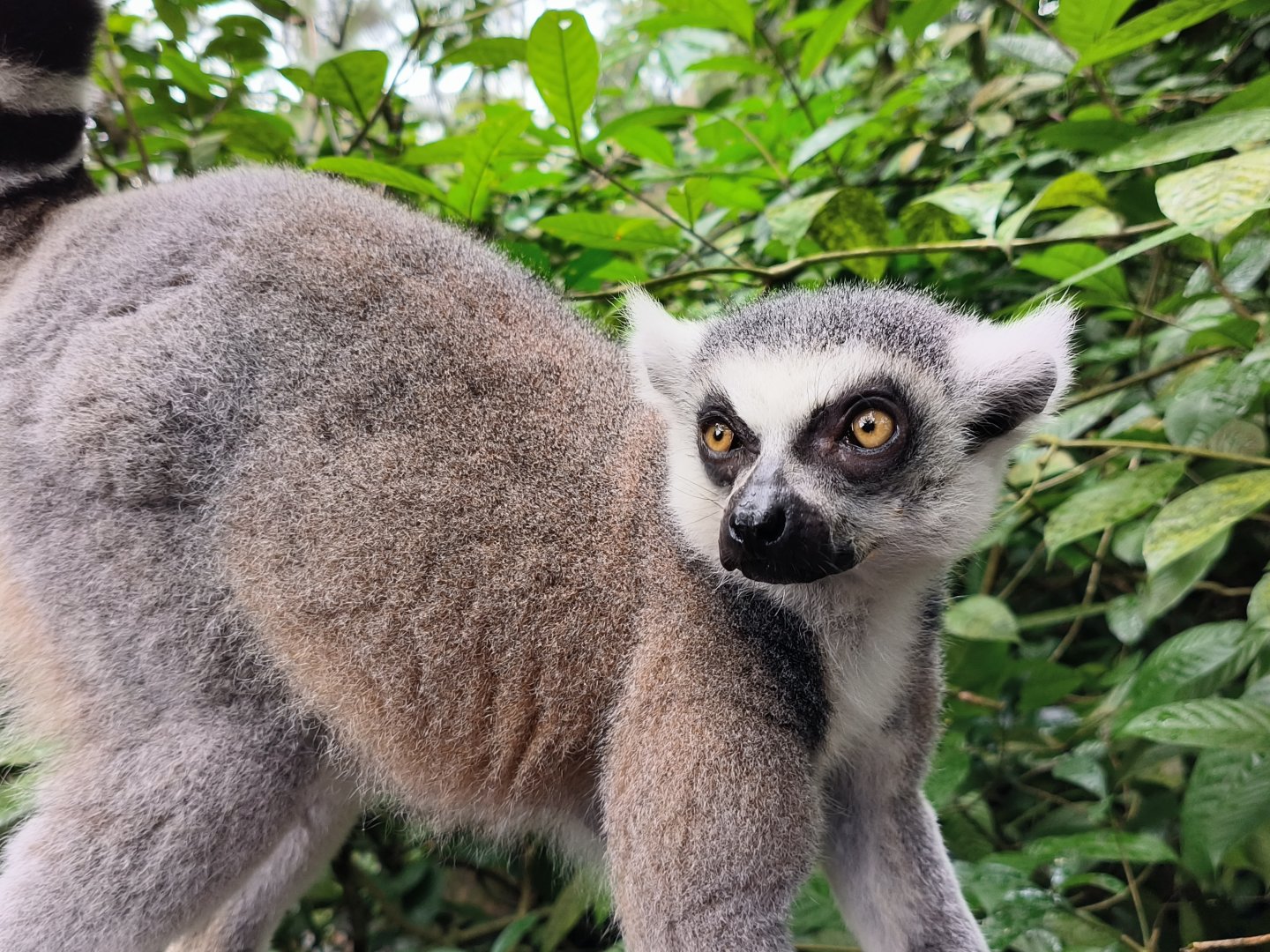 Ring-Tailed Lemur