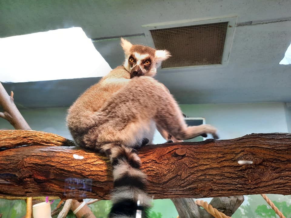 Ring Tailed Lemur