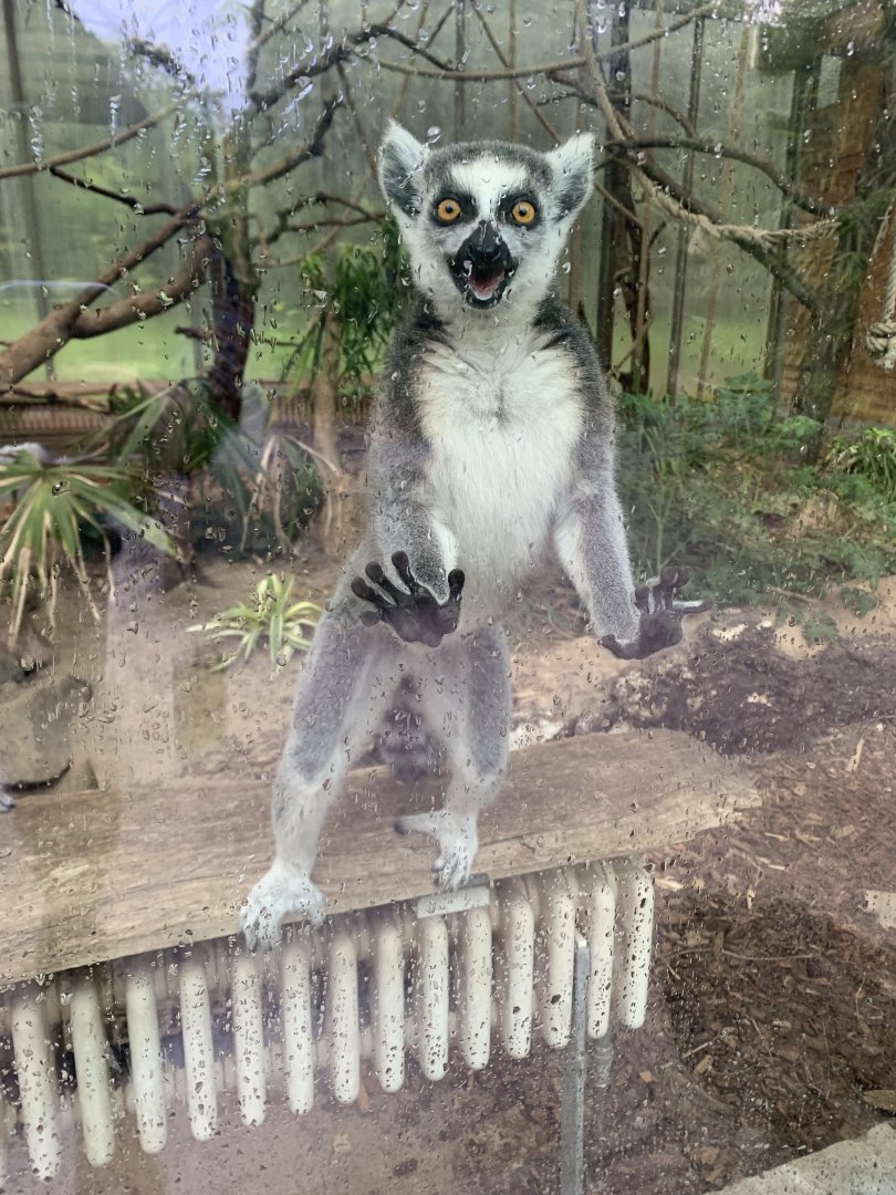 Ring-tailed lemur