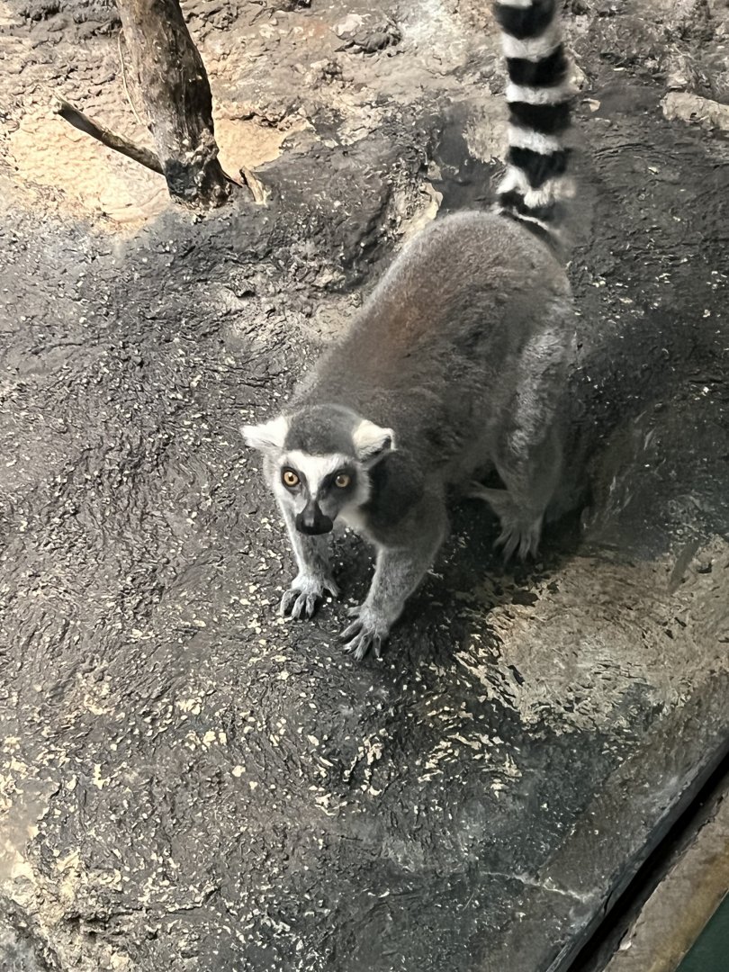Ring-Tailed Lemur