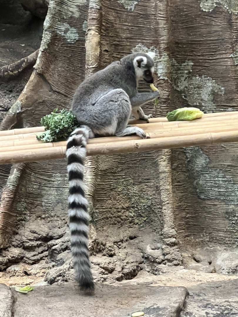 Ring-Tailed Lemur