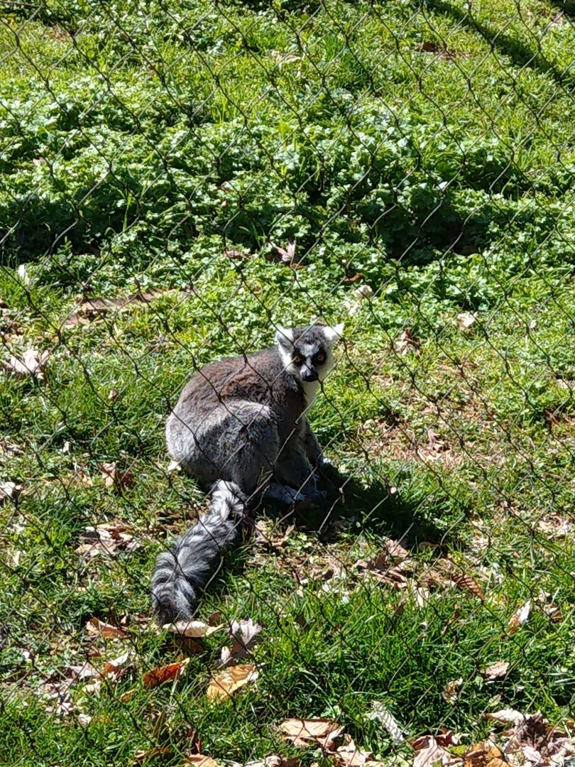 Ring-Tailed Lemur