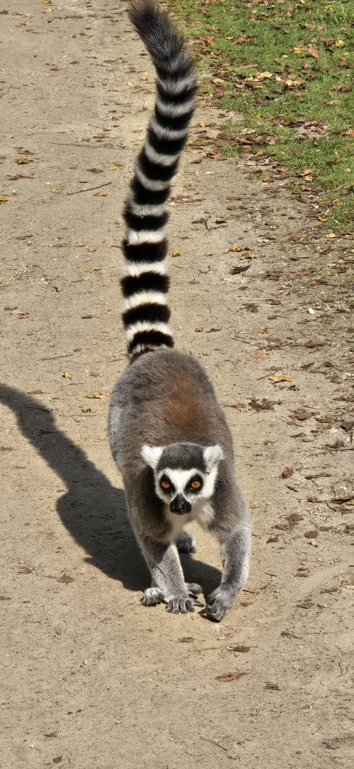 Ring tailed lemur