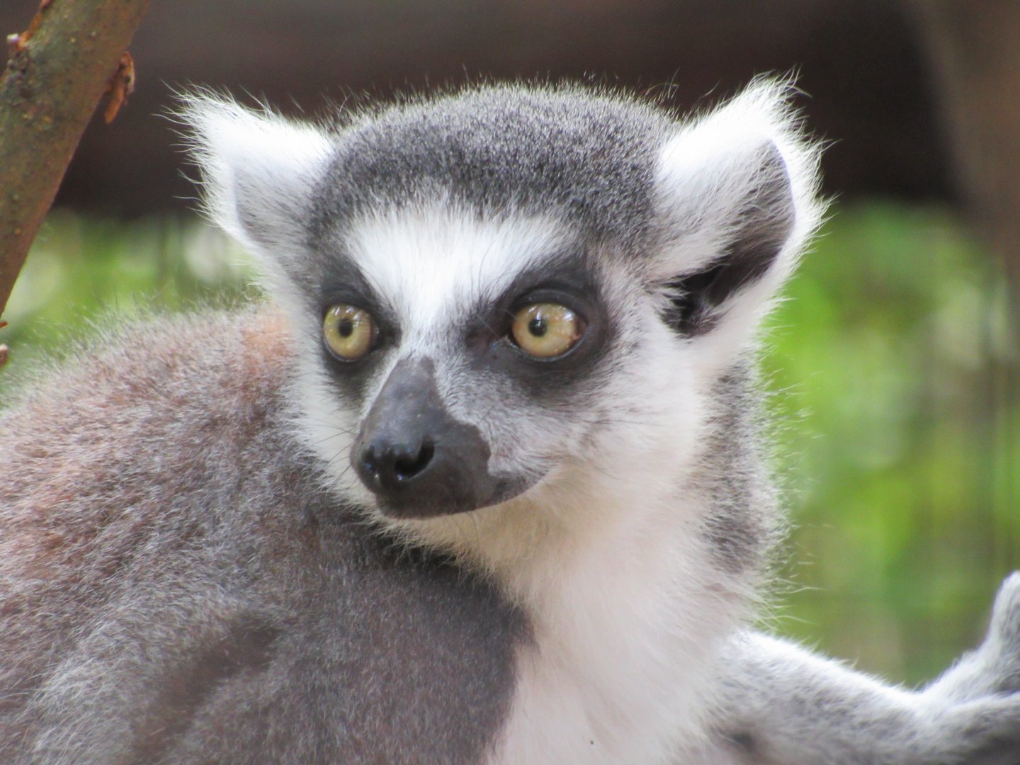 Ring-tailed Lemur