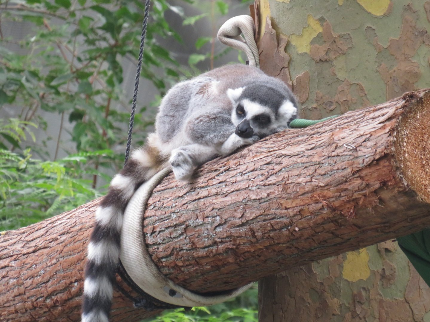 Ring-tailed lemur