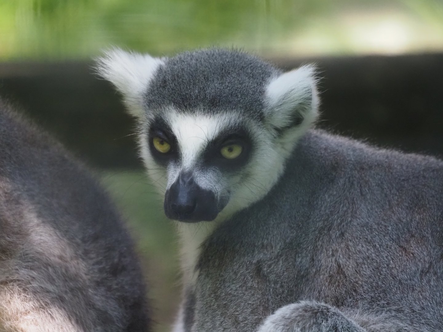 Ring-Tailed Lemur