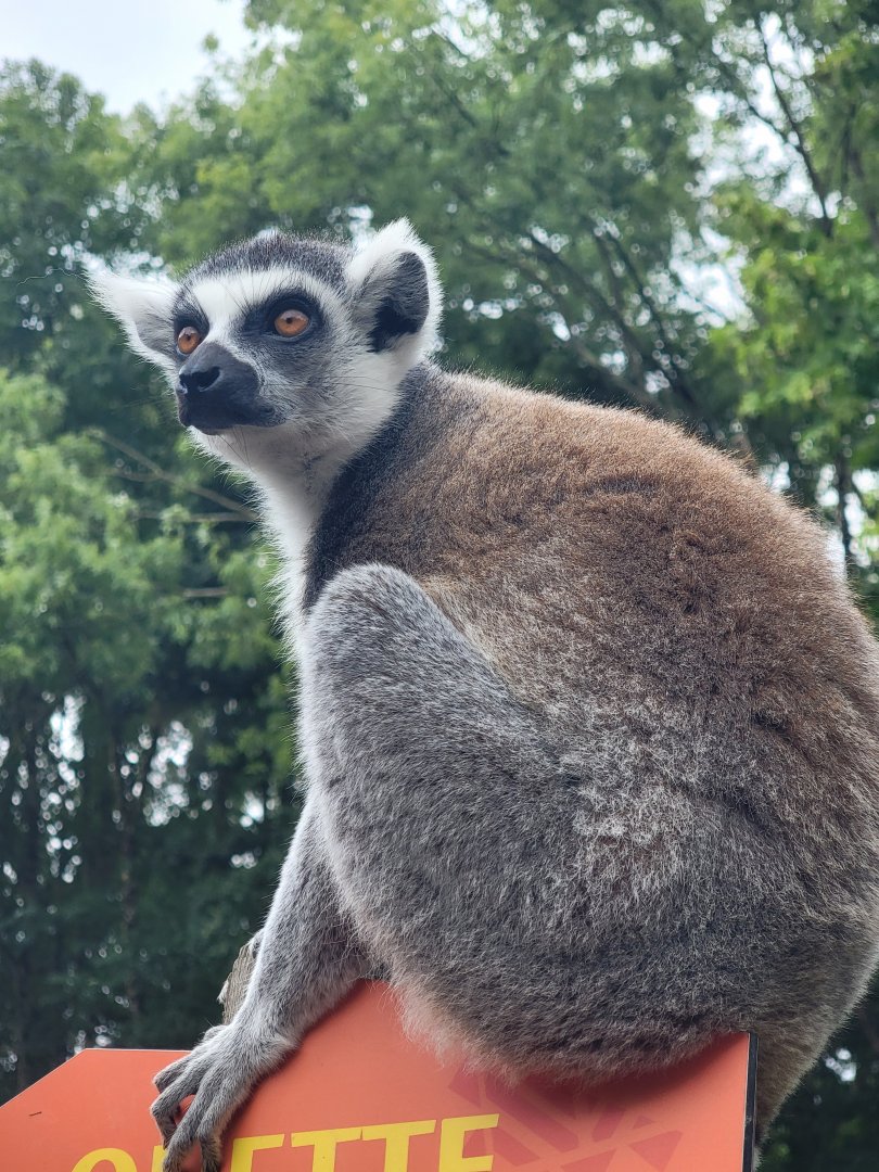 Ring-Tailed Lemur