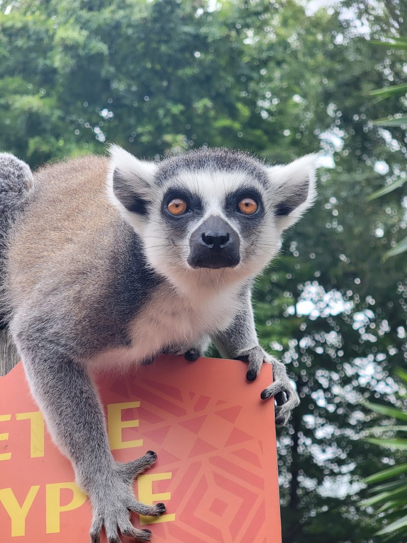 Ring-Tailed Lemur
