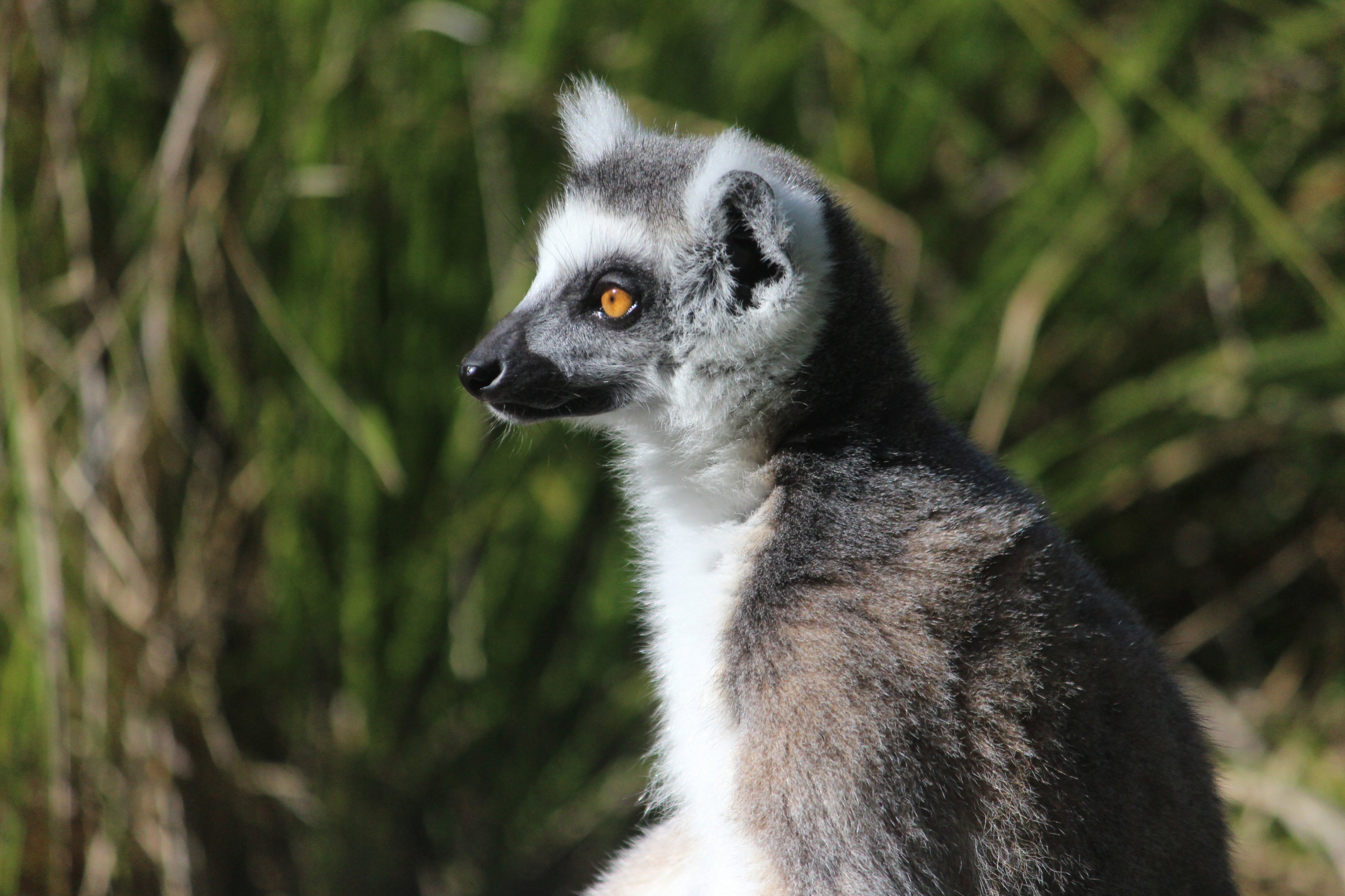Ring-tailed Lemur