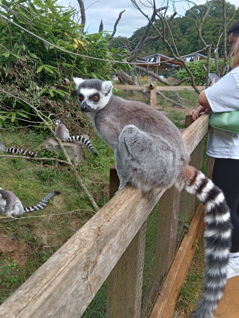 Ring Tailed Lemur