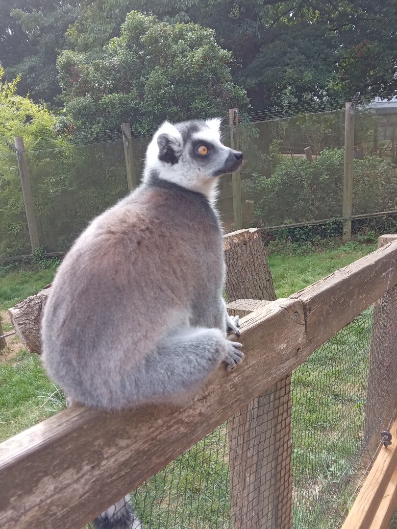 Ring Tailed Lemur