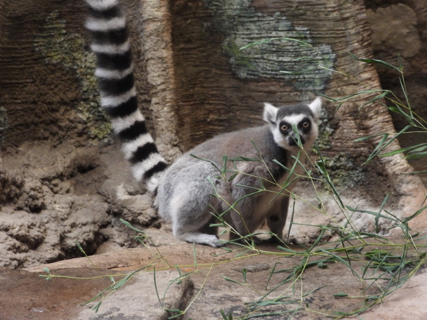 Ring-tailed lemur