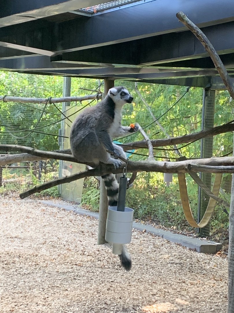 Ring-tailed Lemur