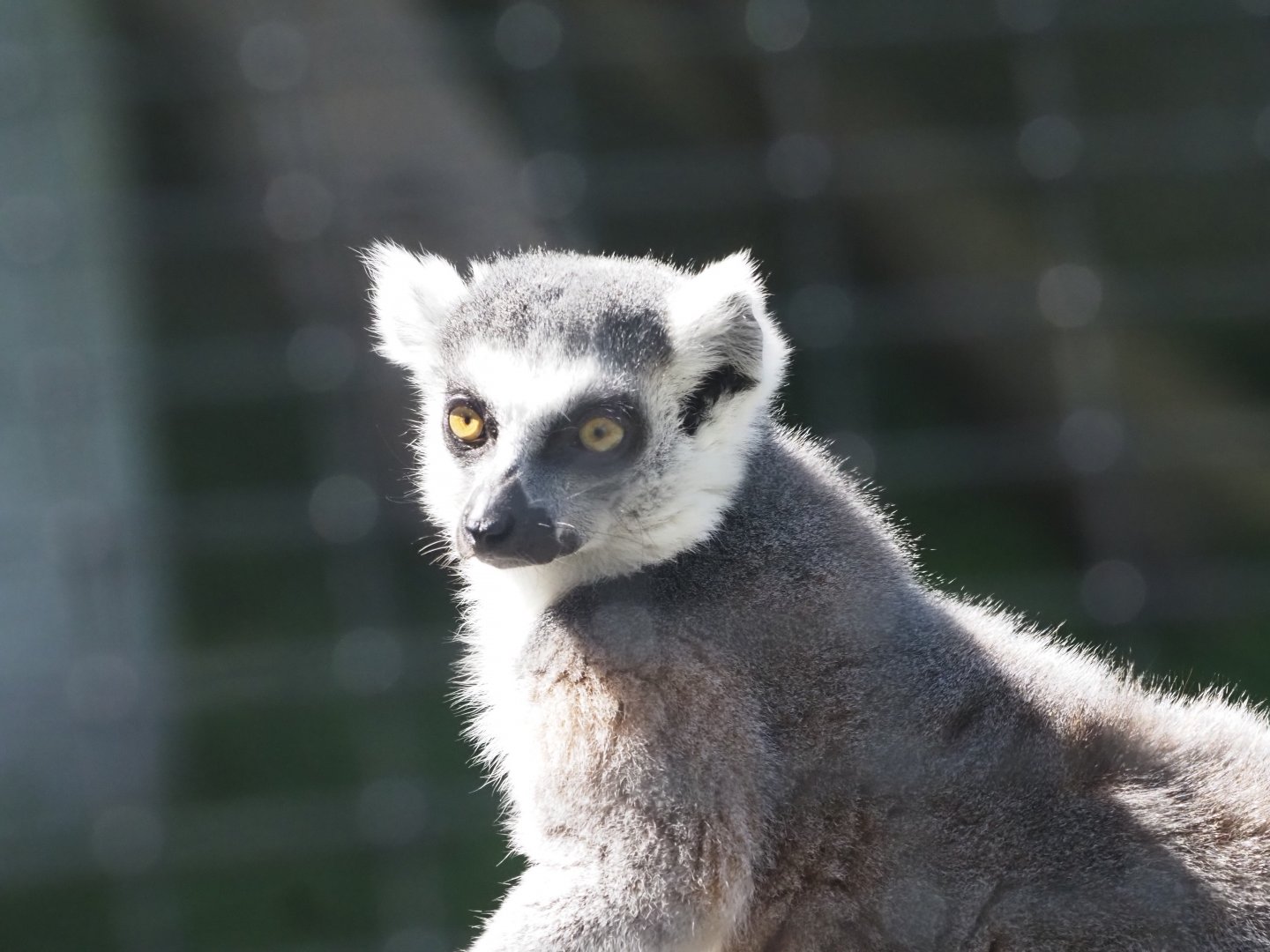 Ring-Tailed Lemur