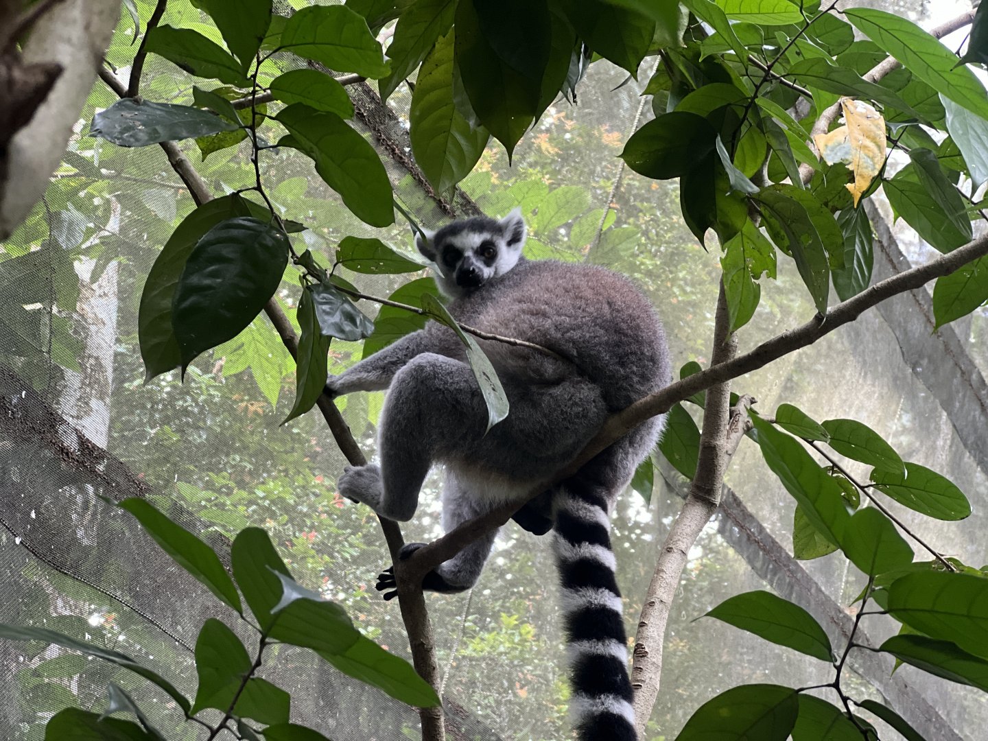 Ring-Tailed Lemur
