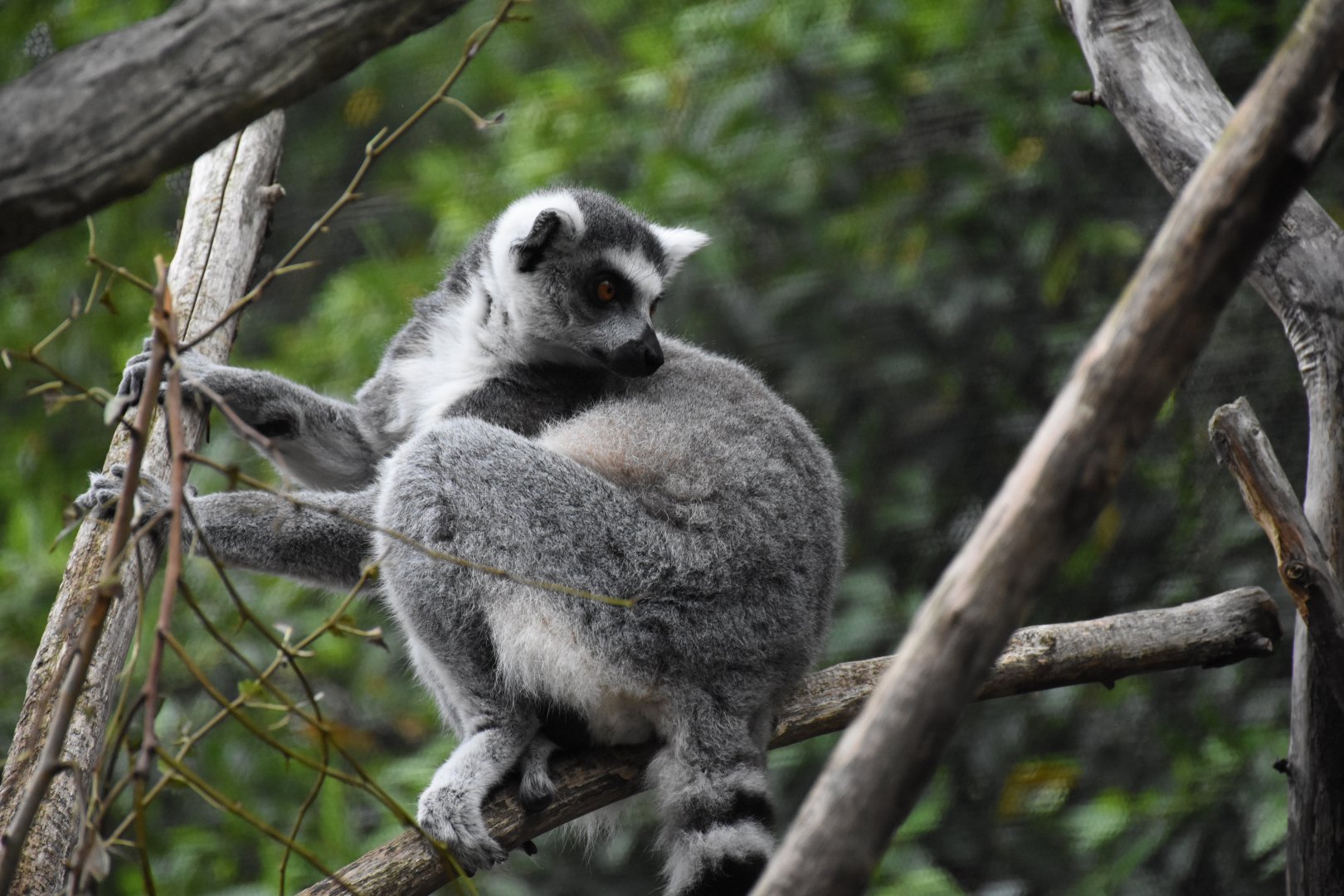 Ring-tailed lemur