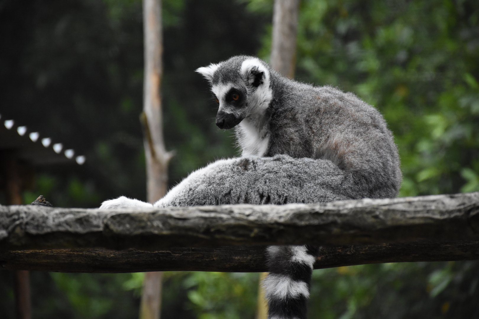 Ring-tailed lemur