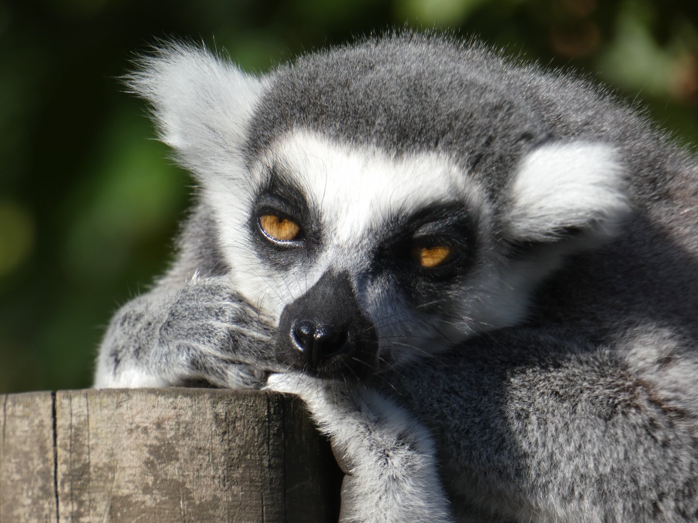 Ring-tailed lemur