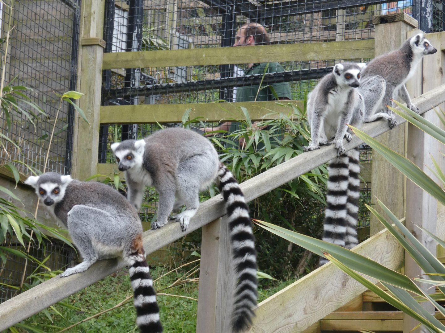 Ring-tailed lemur