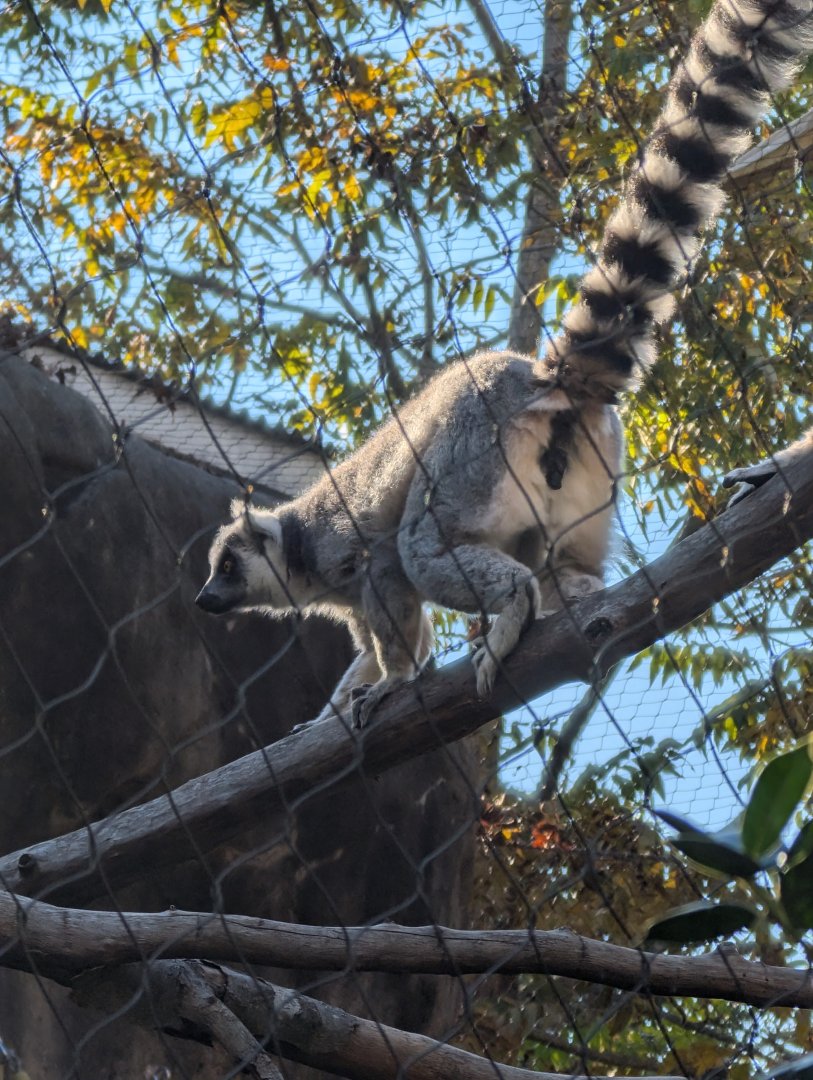 Ring-tailed Lemur