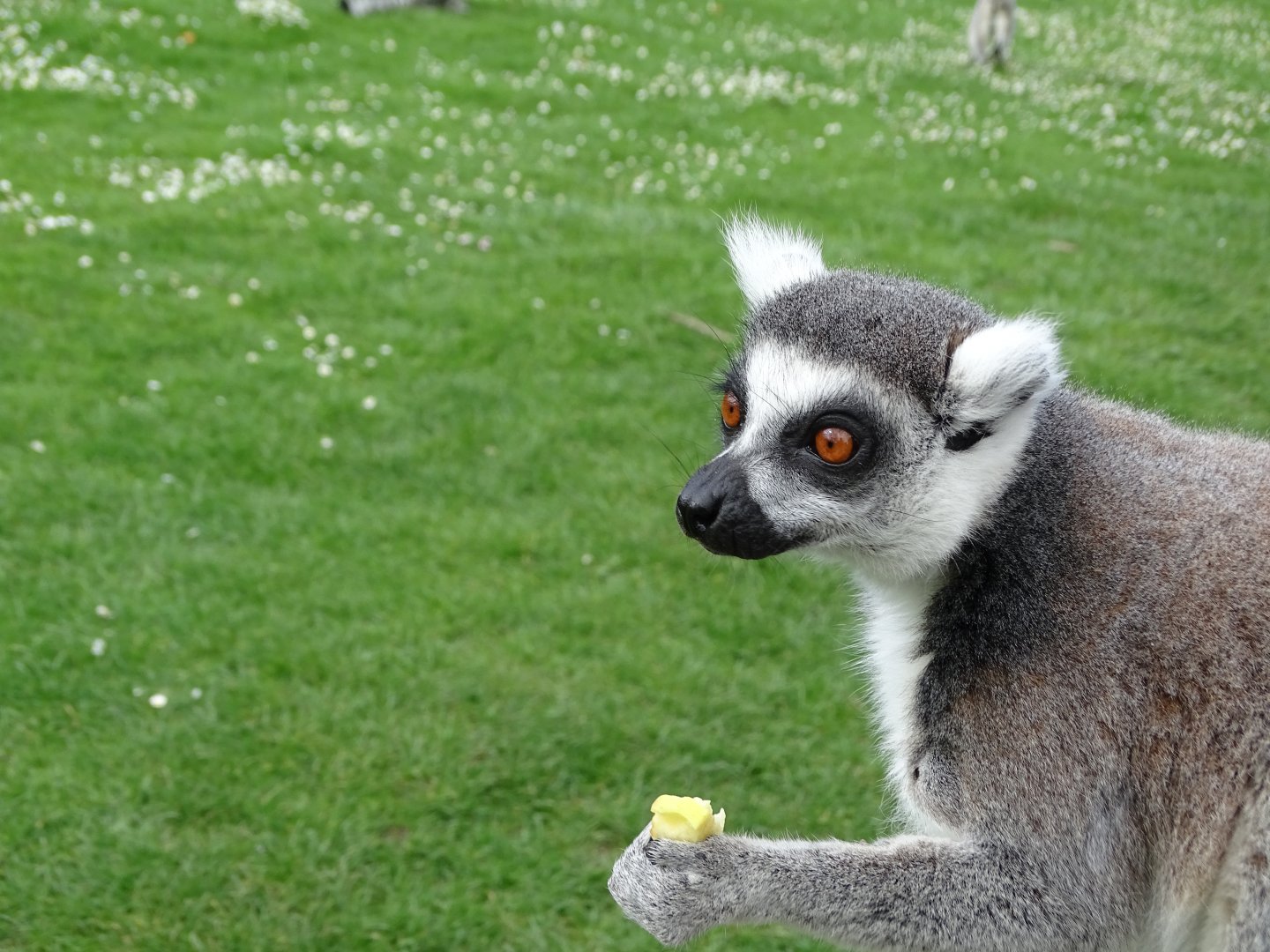 Ring-tailed lemur