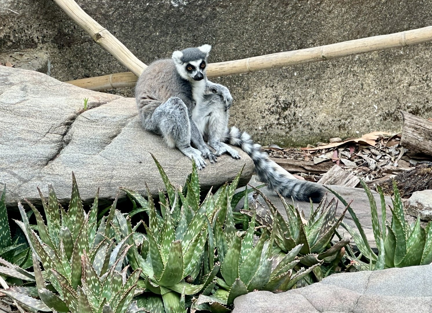 Ring-tailed lemur