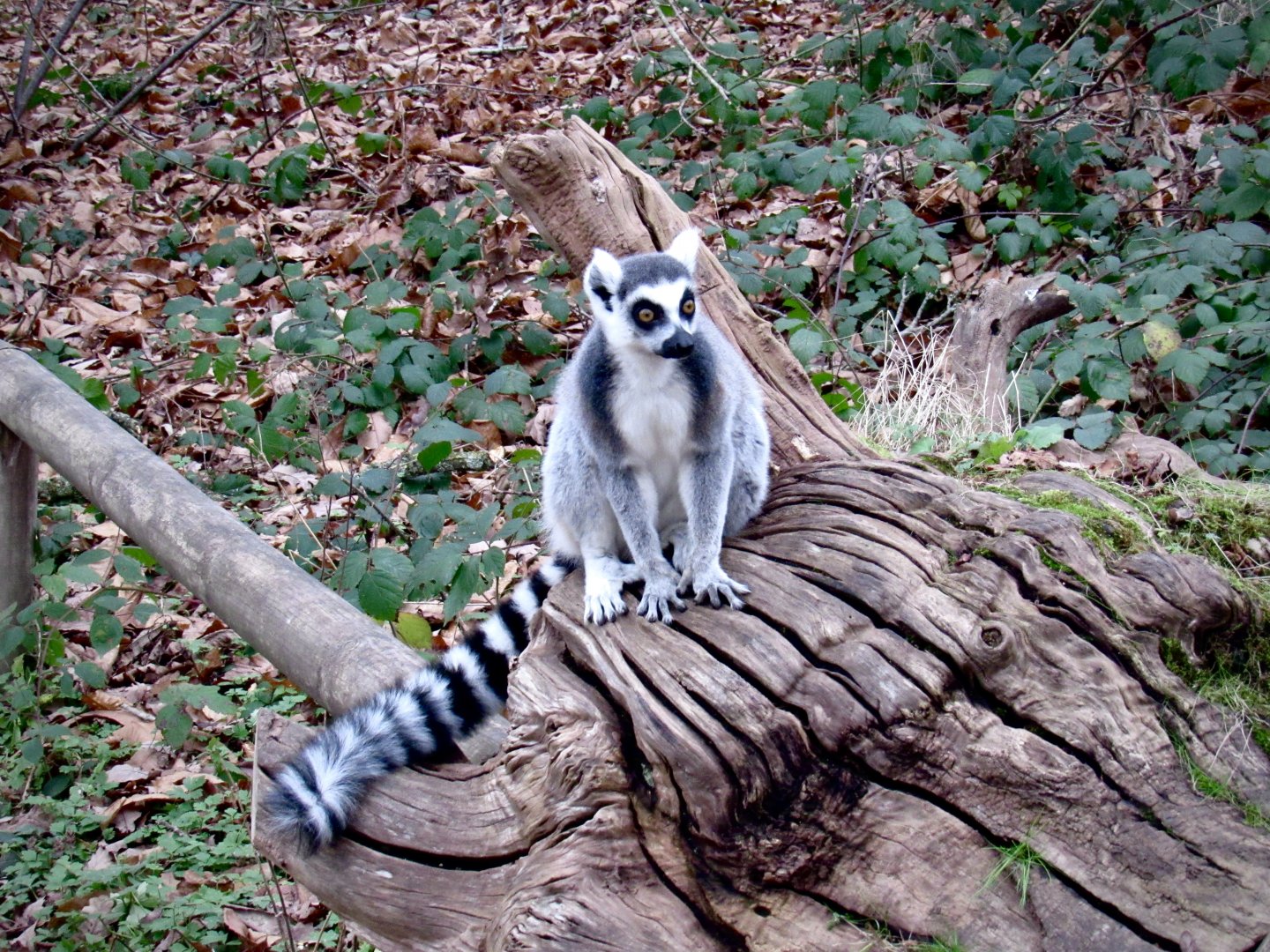 Ring-tailed lemur
