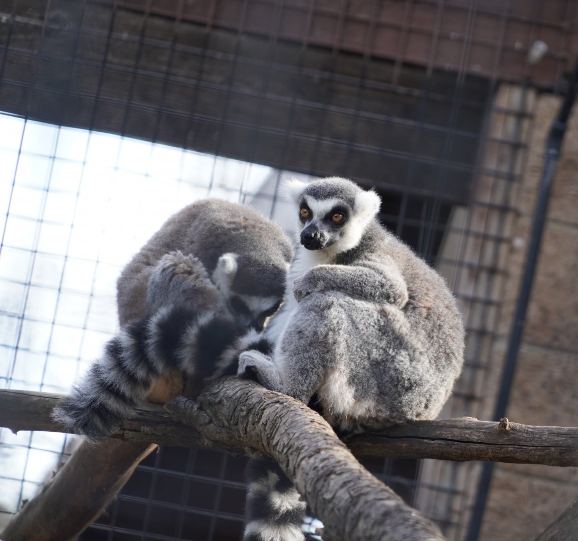 Ring-tailed lemur