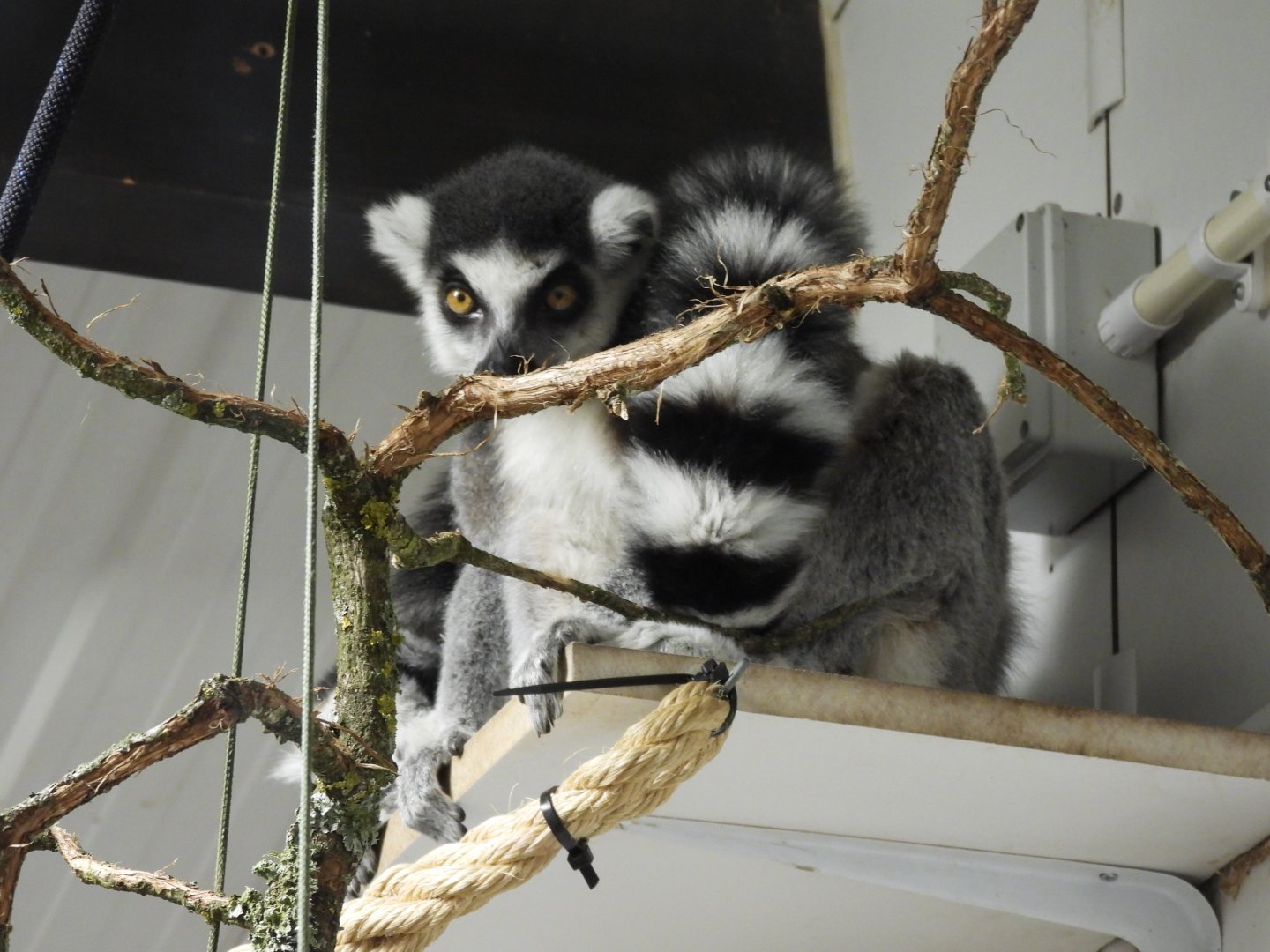 Ring Tailed Lemur