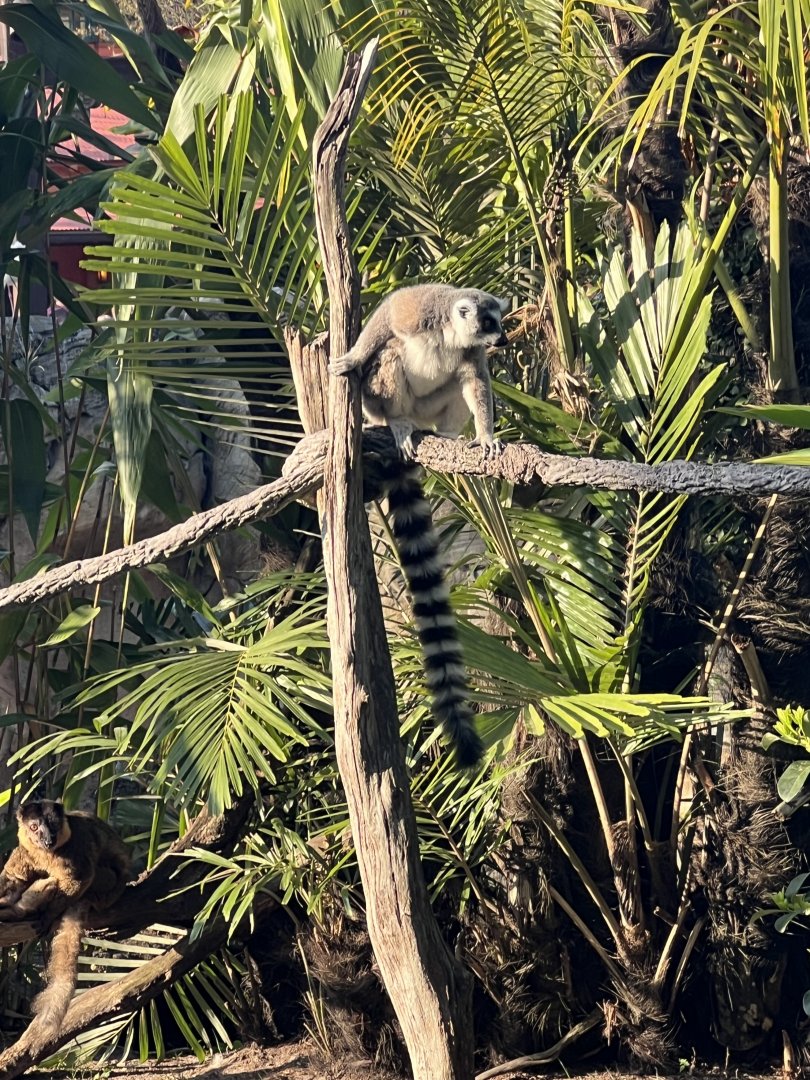 Ring-Tailed Lemur