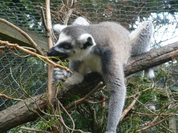 Ring tailed lemur