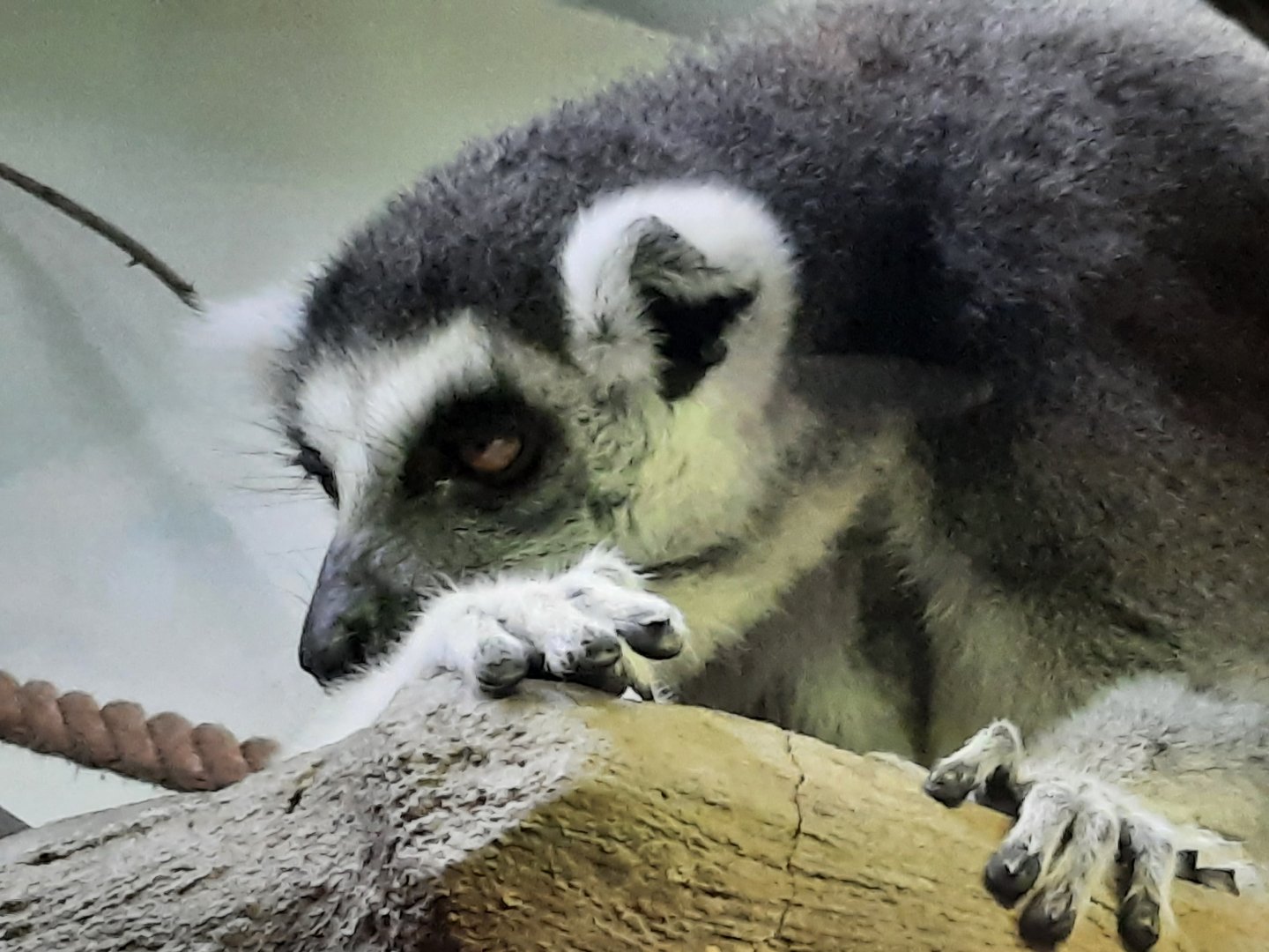 Ring Tailed Lemur