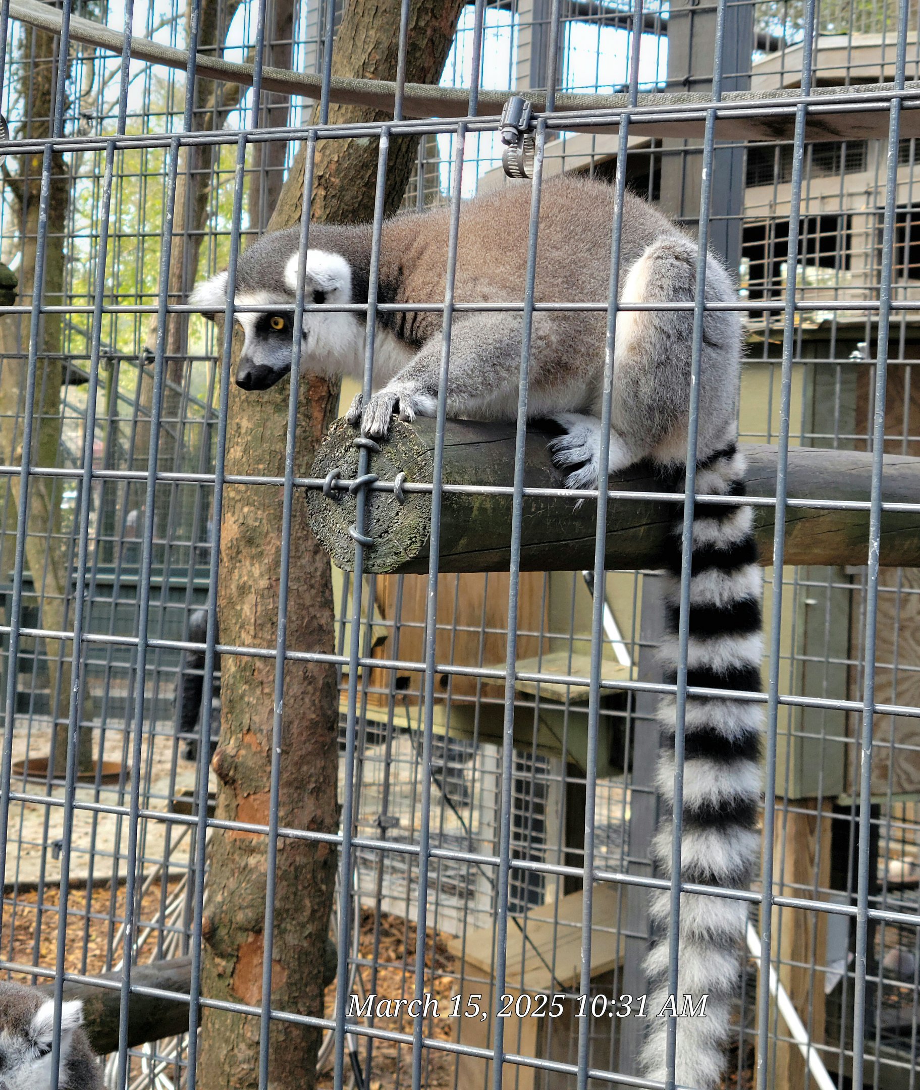Ring-Tailed Lemur