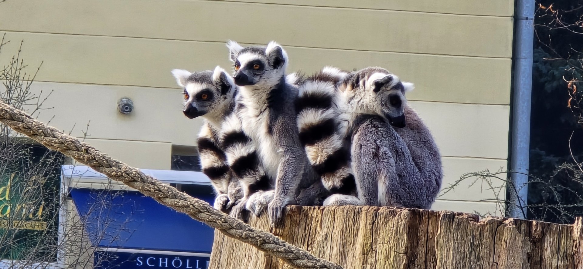 Ring tailed lemur