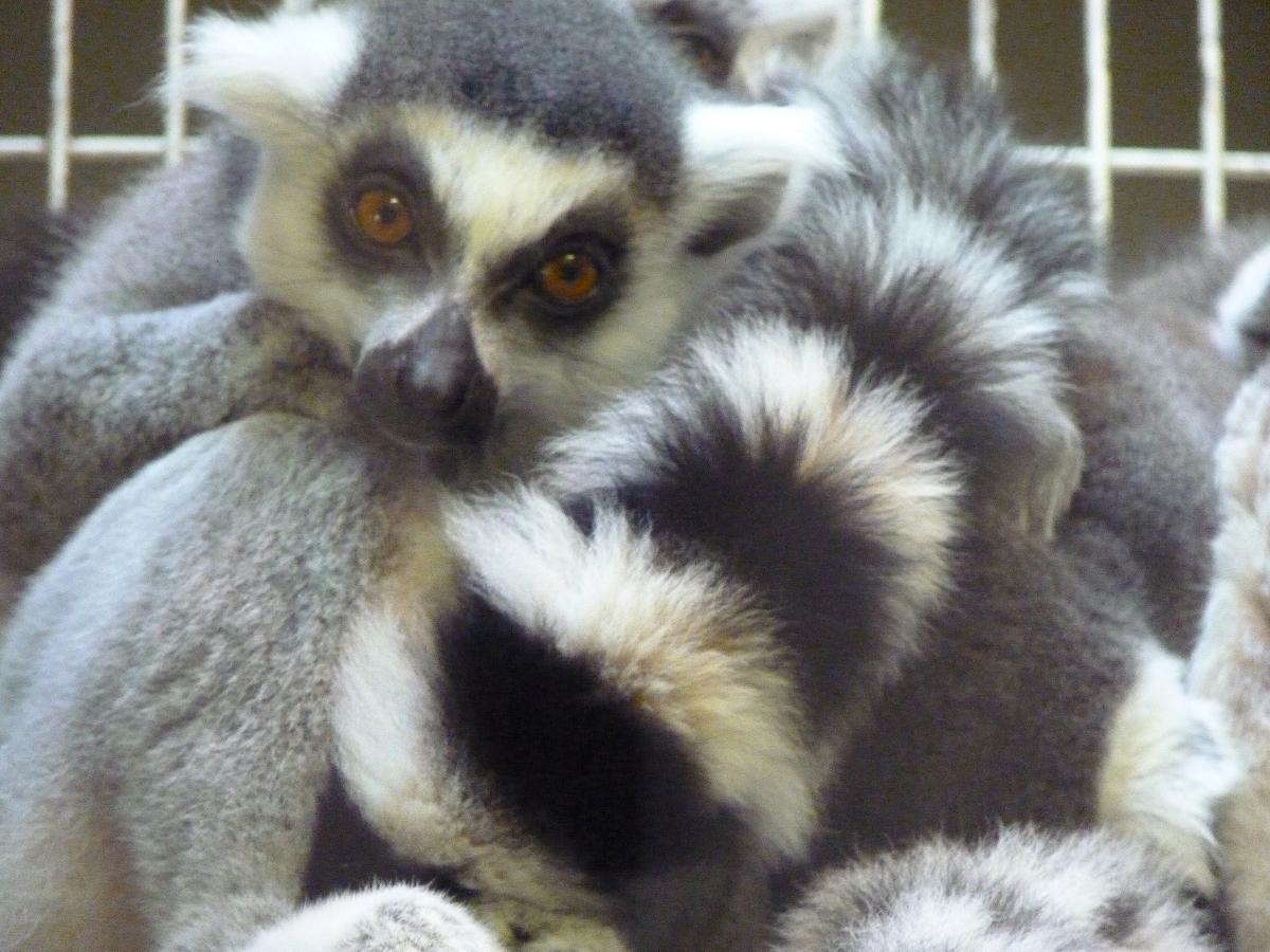 Ring-Tailed Lemur