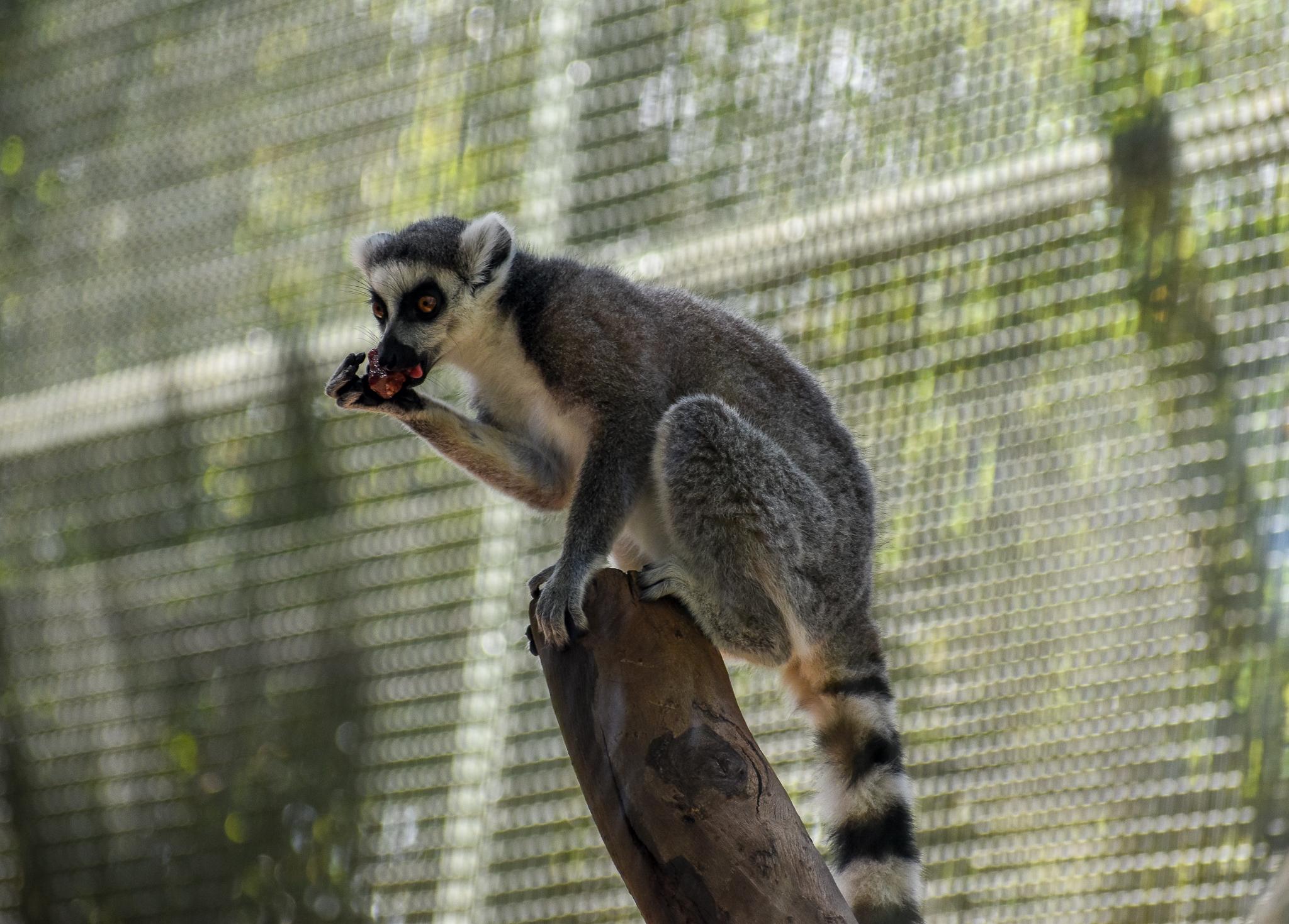 Ring-tailed Lemur