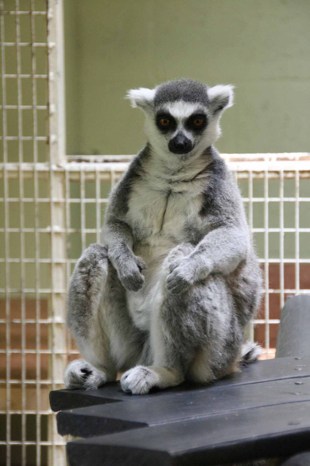 Ring Tailed Lemur