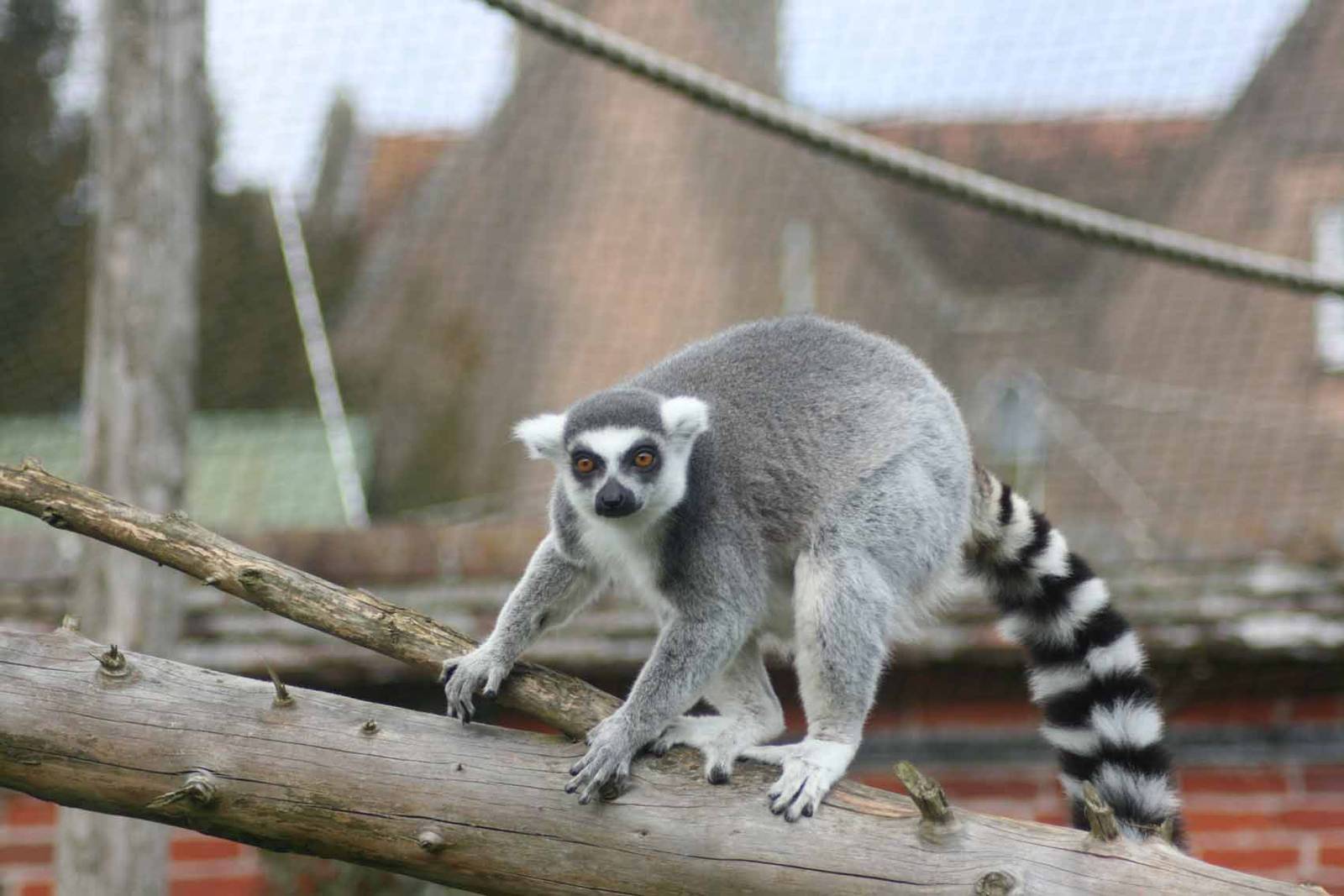 Ring Tailed Lemur