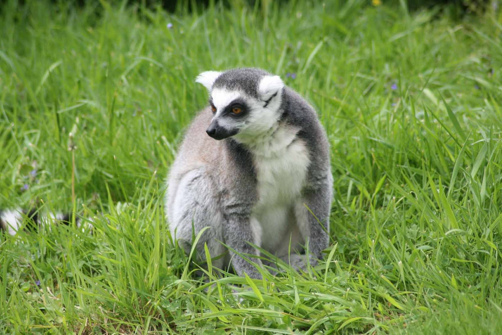 Ring Tailed Lemur