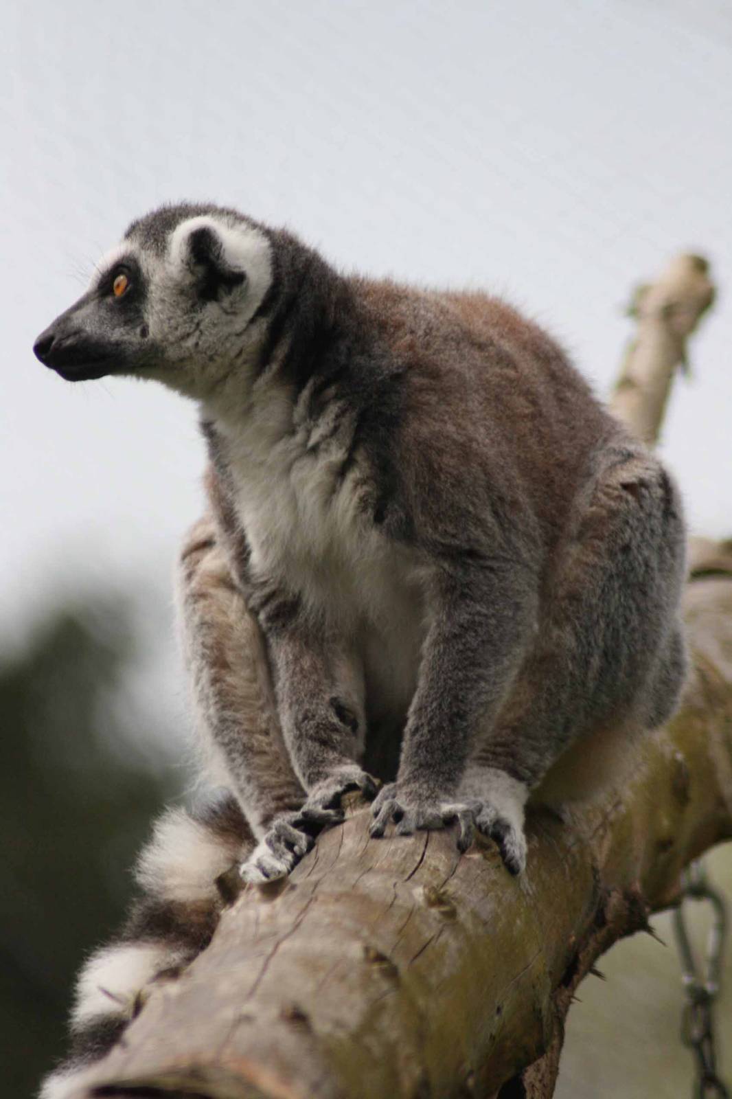 Ring Tailed Lemur