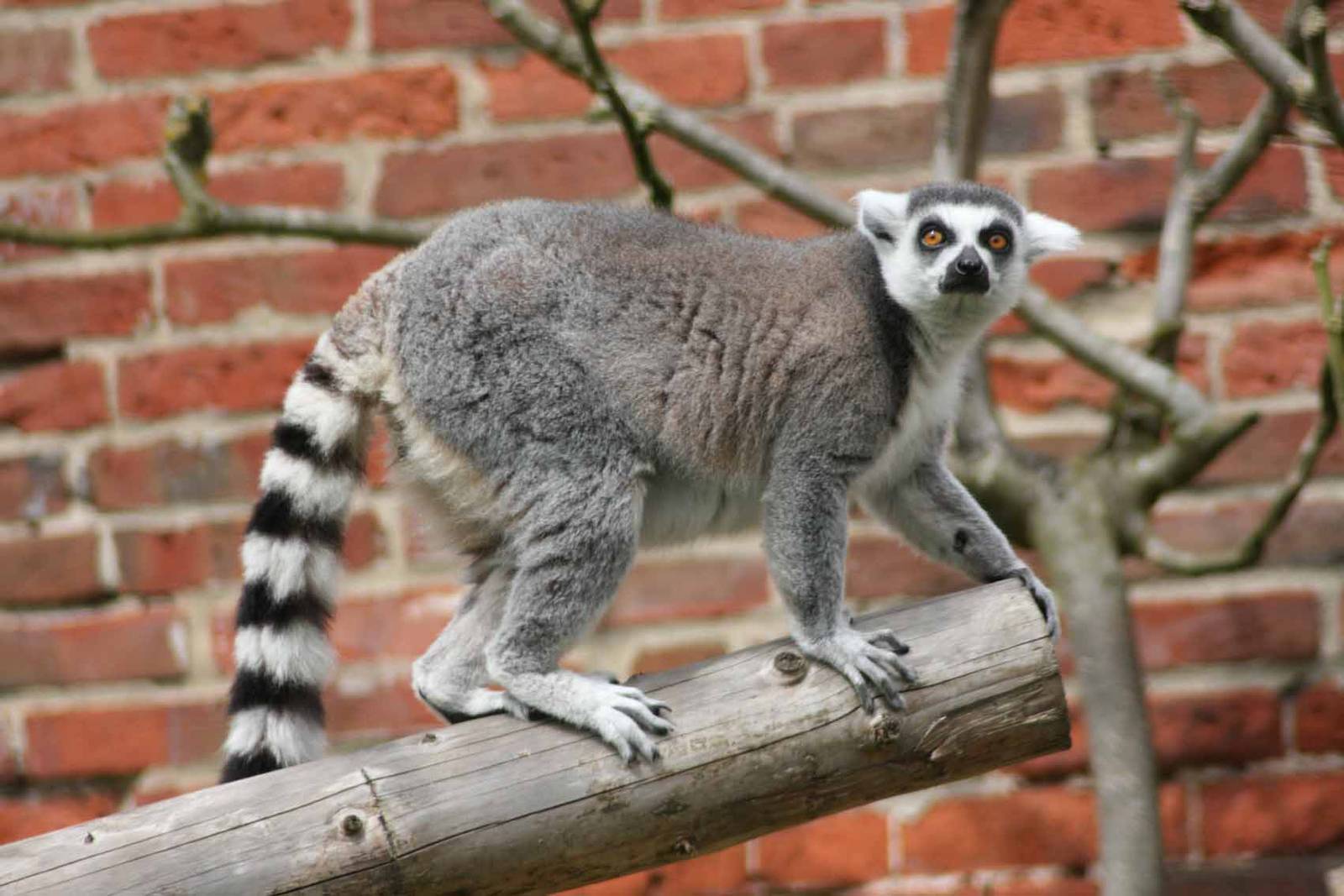 Ring Tailed Lemur