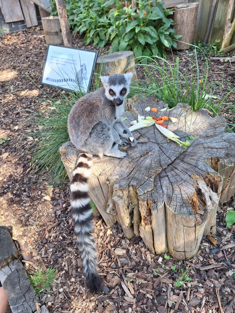 Ring-tailed Lemur
