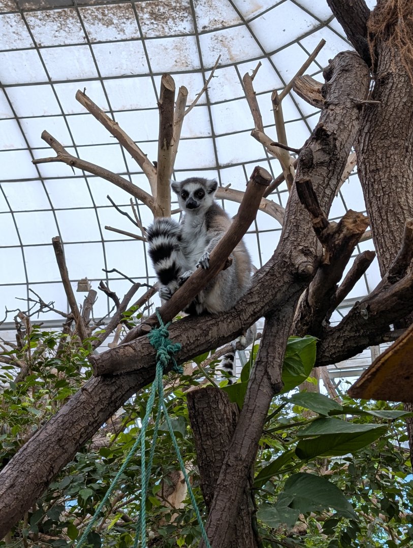 Ring Tailed Lemur