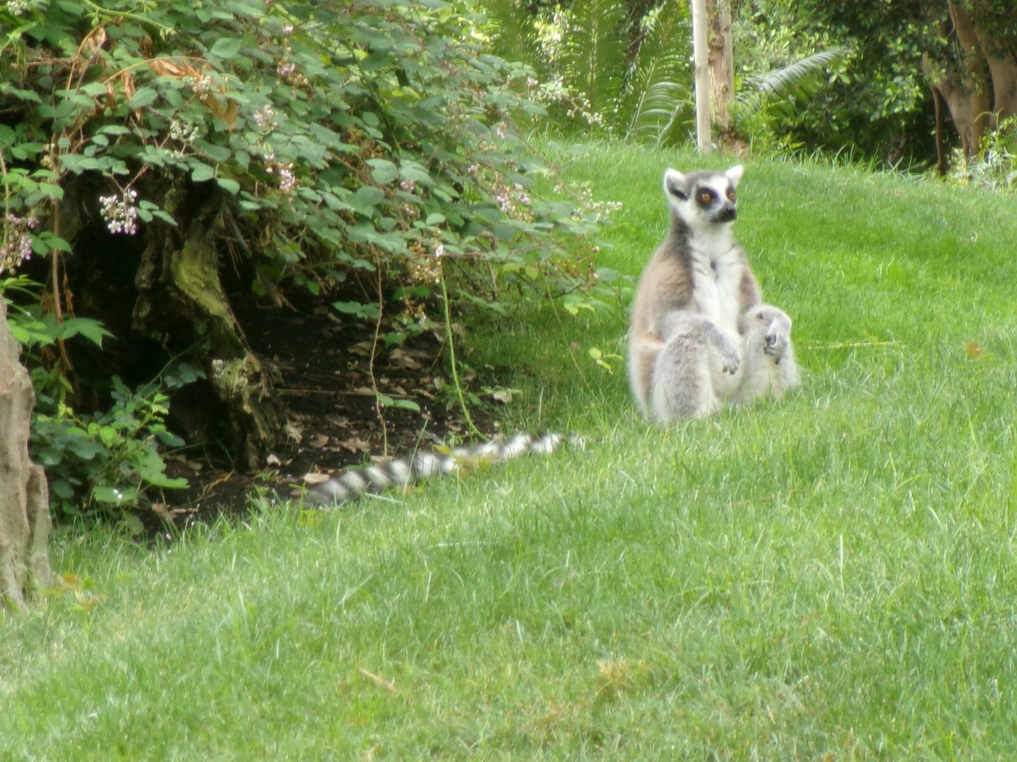 Ring-tailed lemur