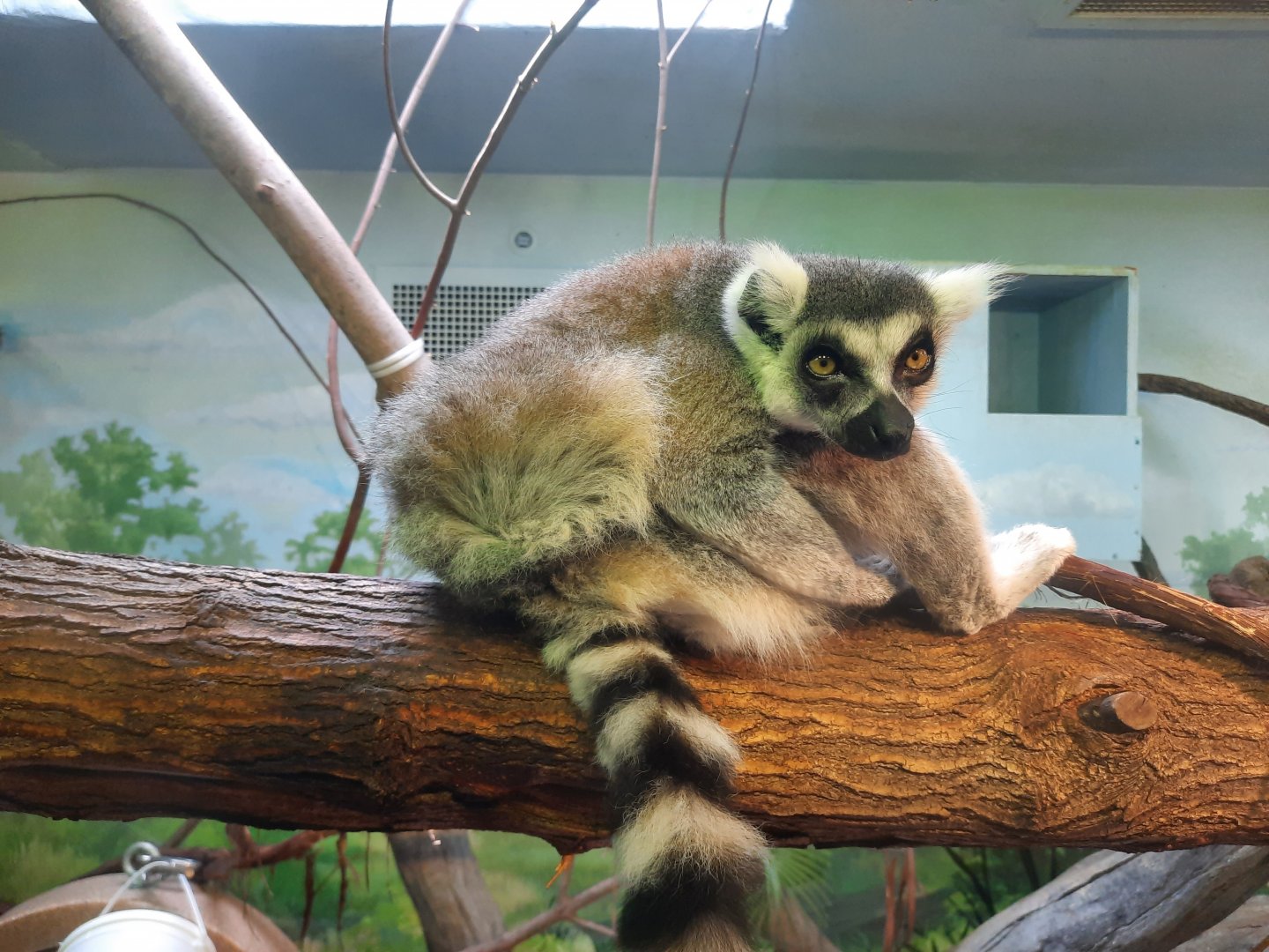 Ring Tailed Lemur