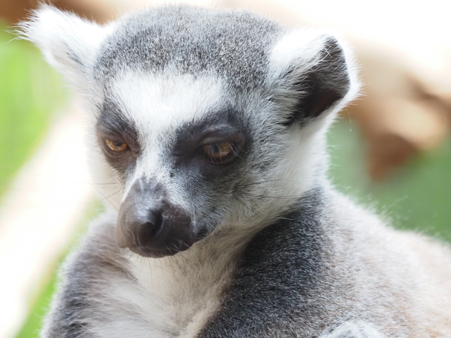 Ring-Tailed Lemur