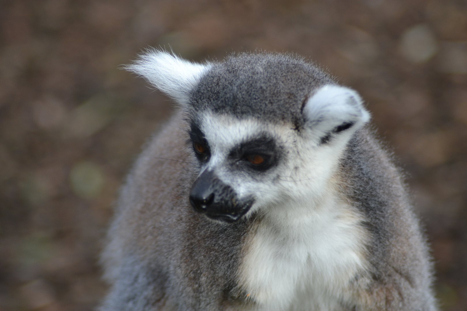 Ring-tailed Lemur