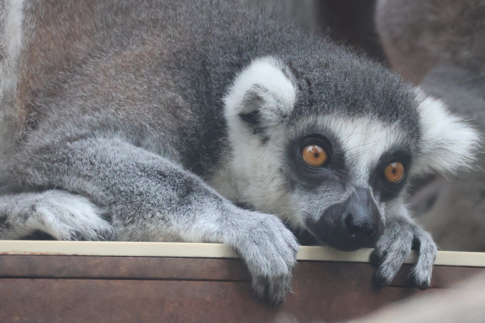 Ring Tailed lemur