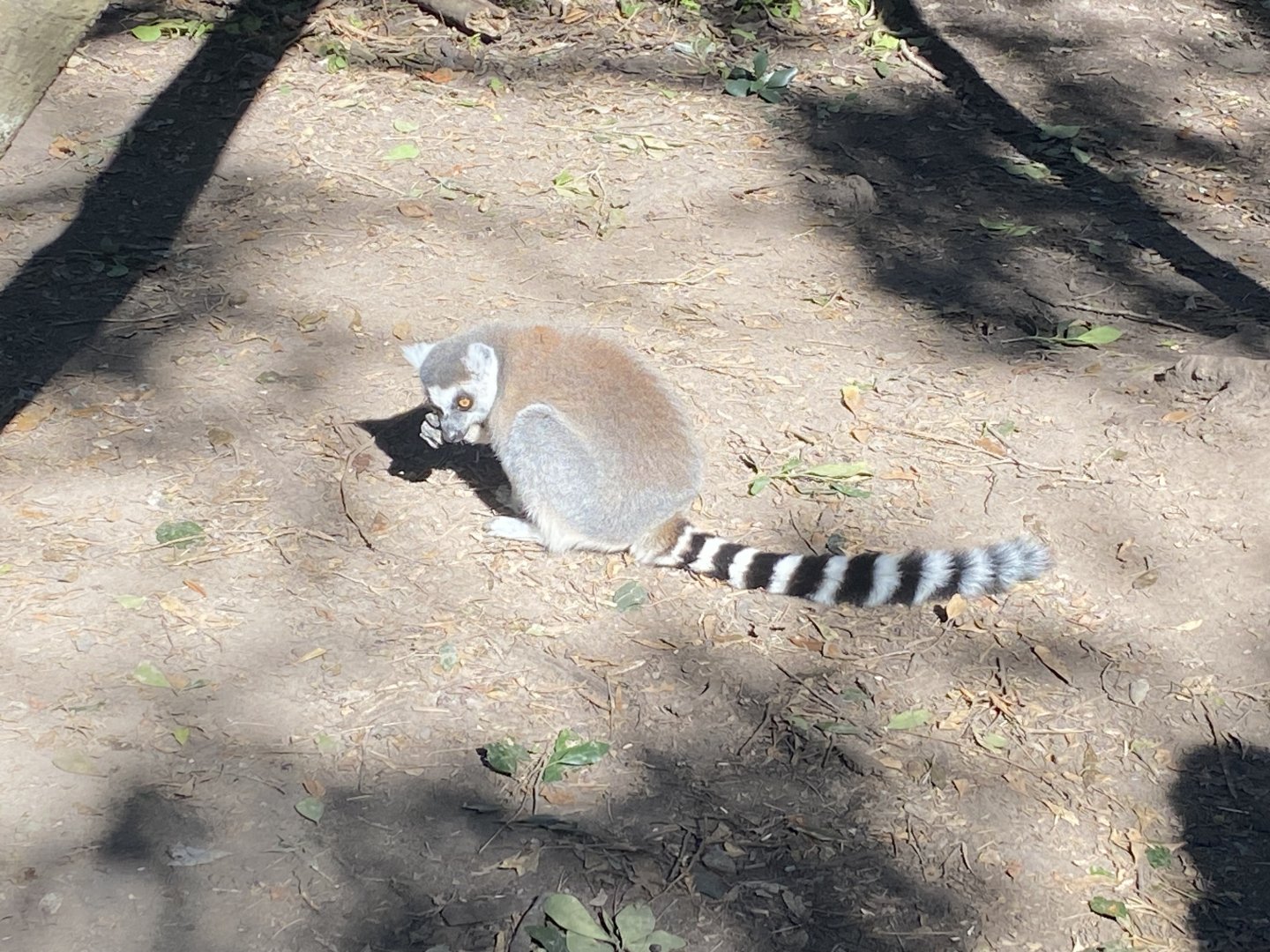 Ring tailed lemur